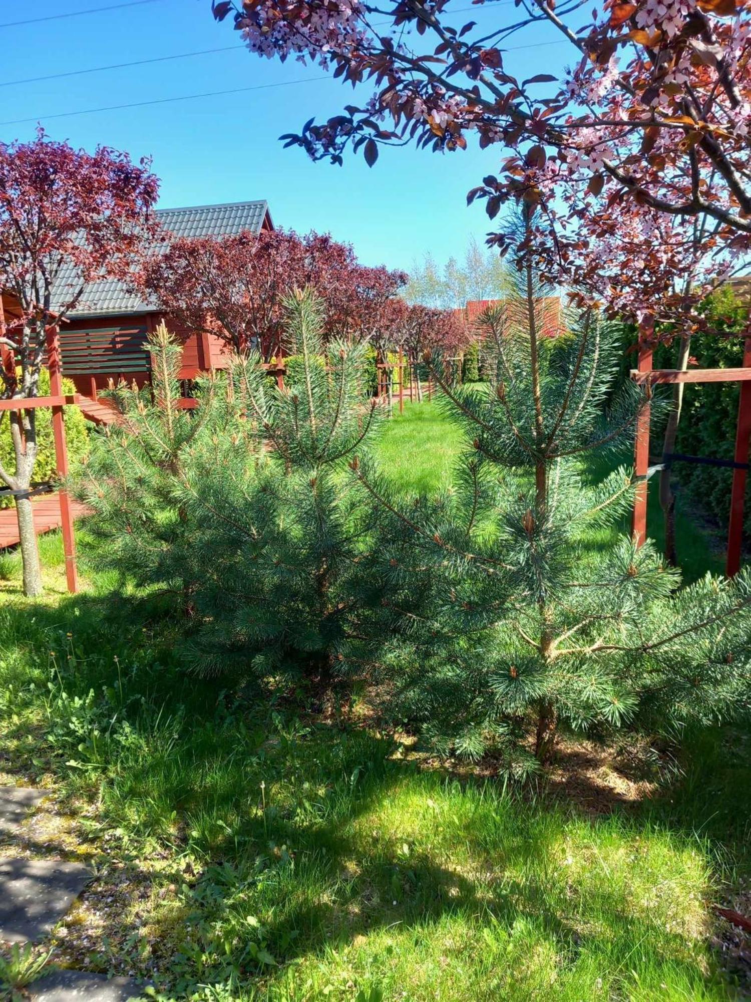 Villa Mandarynka Ow Jarosławiec Esterno foto